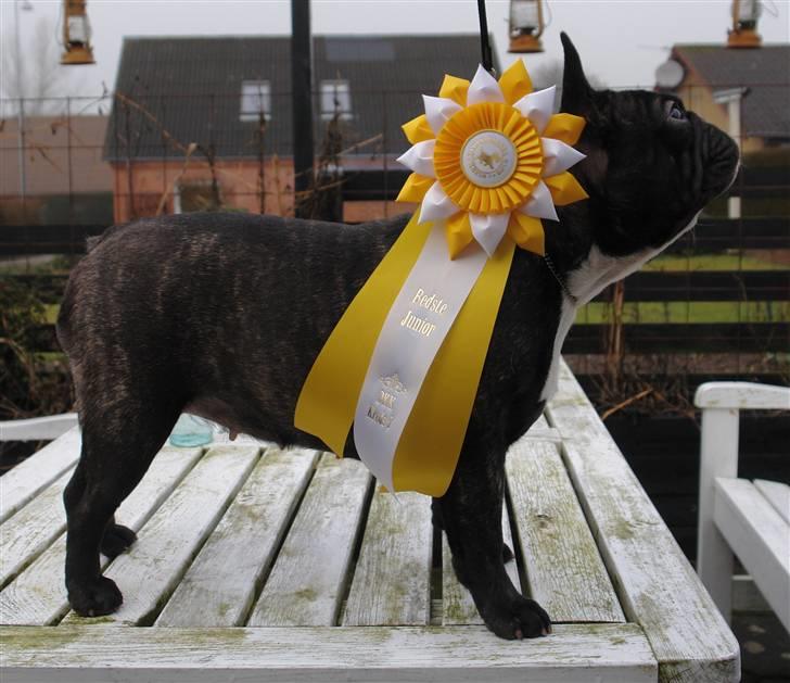 Fransk bulldog Lui Aimeé Coco Chanel billede 18