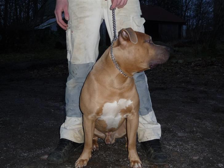 Amerikansk staffordshire terrier rocco billede 13