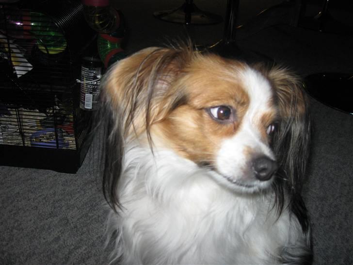 Phalene ofelia - Må´jeg ikke godt spise det hamster billede 7