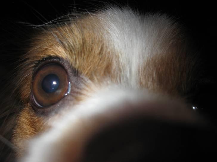 Phalene ofelia billede 8