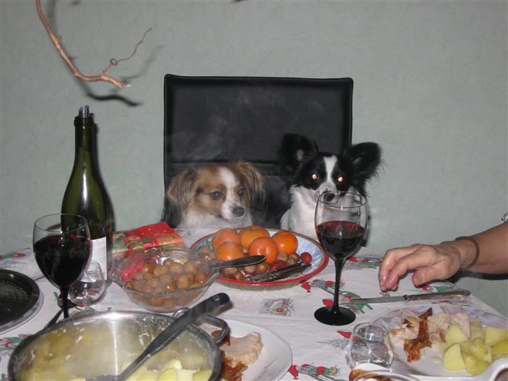 Phalene ofelia - hvor når får vi noget billede 10