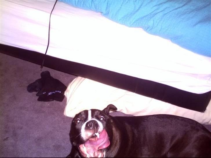 Amerikansk staffordshire terrier Camí billede 12