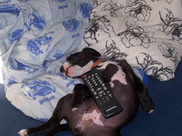 Amerikansk staffordshire terrier Camí billede 13