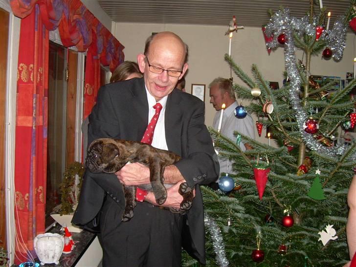 Fransk bulldog Rocky - juleaften, i fars svogers, onkels arme billede 9