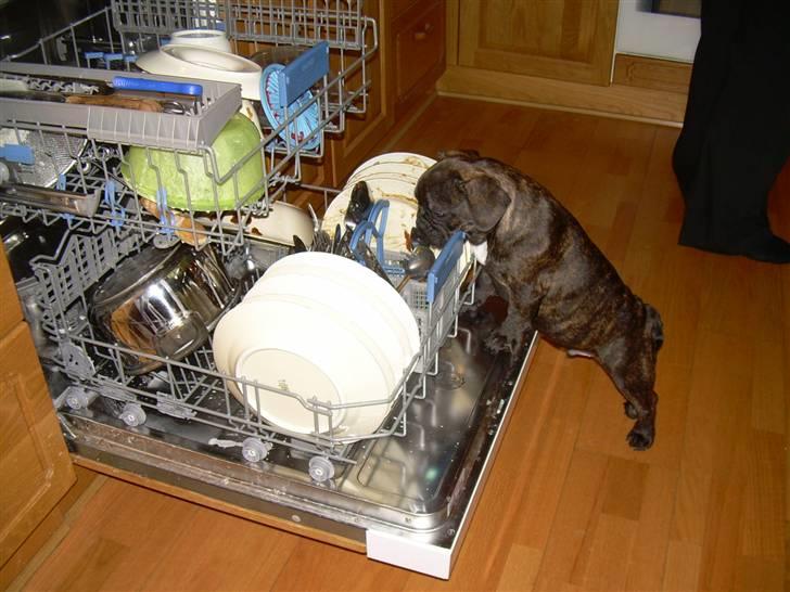 Fransk bulldog Rocky - juleaften. men kan vel sørge for sig selv, hvis man ikke synes man får nok ;-) billede 10