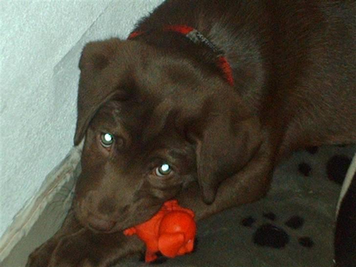 Labrador retriever CHOKO billede 1