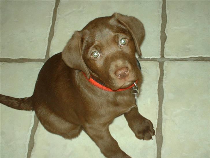 Labrador retriever CHOKO billede 2