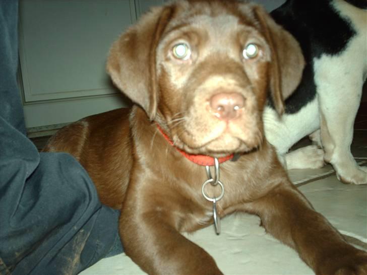 Labrador retriever CHOKO billede 3