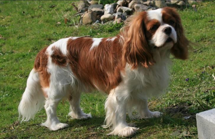 Cavalier king charles spaniel Popeye - Dejlige Popeye skal snart være far igen! billede 1