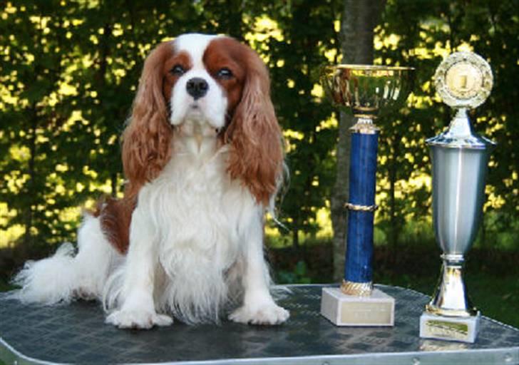 Cavalier king charles spaniel Popeye - Popeye med et par fine pokaler. billede 2