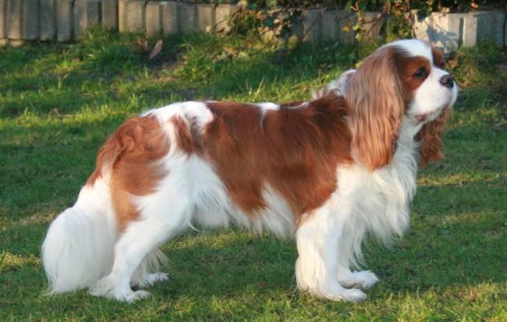 Cavalier king charles spaniel Popeye - Popeye holder øje med "tøserne". billede 3