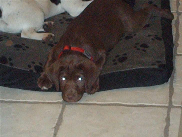 Labrador retriever CHOKO billede 4