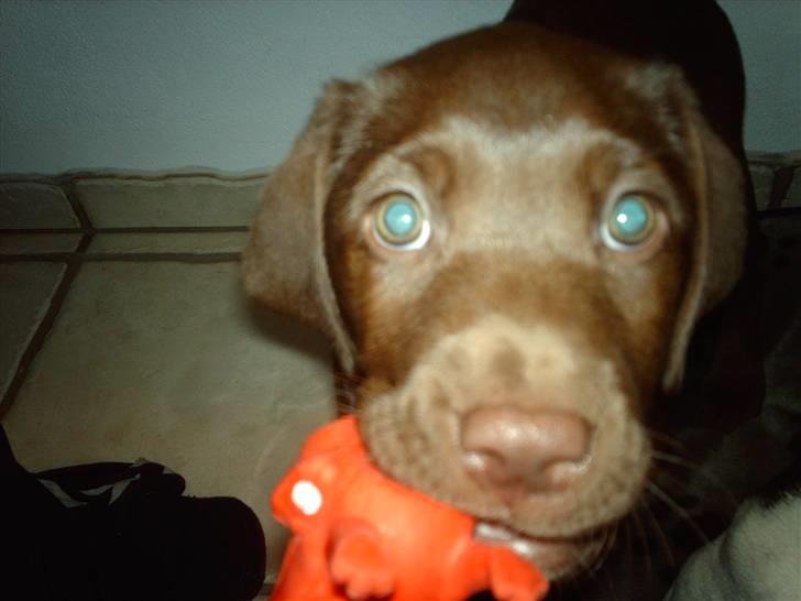 Labrador retriever CHOKO billede 5