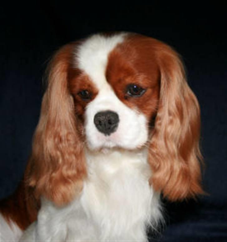 Cavalier king charles spaniel Popeye - SUK, her skal jeg være fotogen!!!! billede 4