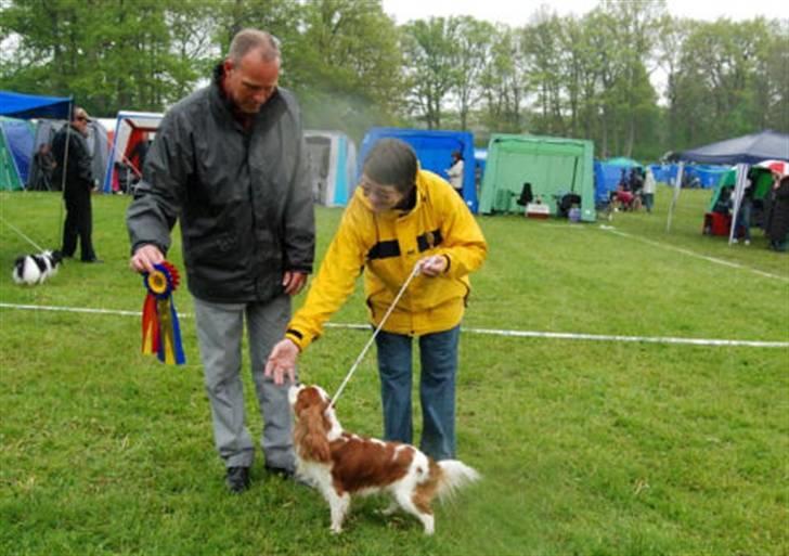 Cavalier king charles spaniel Popeye - Her er Popeye blevet Svensk Champion og BIR billede 5
