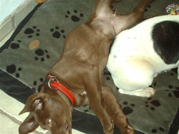 Labrador retriever CHOKO billede 7