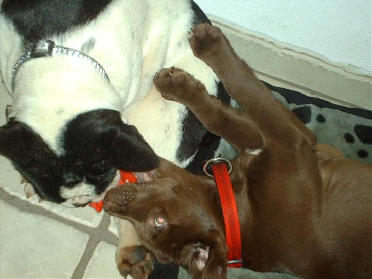 Labrador retriever CHOKO billede 9