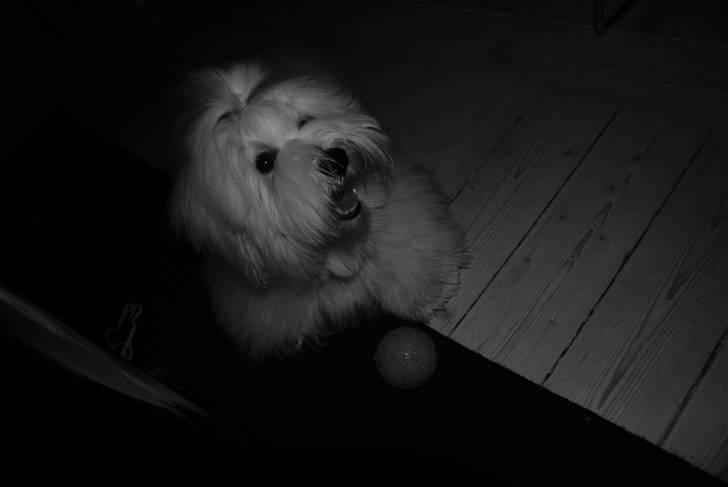 Coton de tulear Bailey billede 18