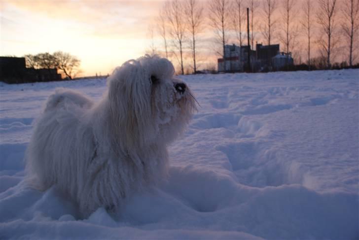 Coton de tulear Bailey - December 2009 billede 19