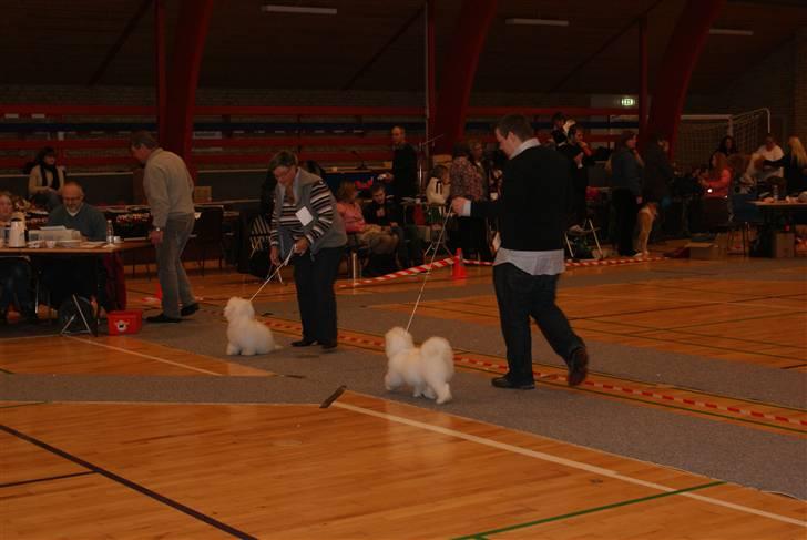 Coton de tulear Bailey - gulvtæppe er noget mærkeligt noget og gå på billede 20