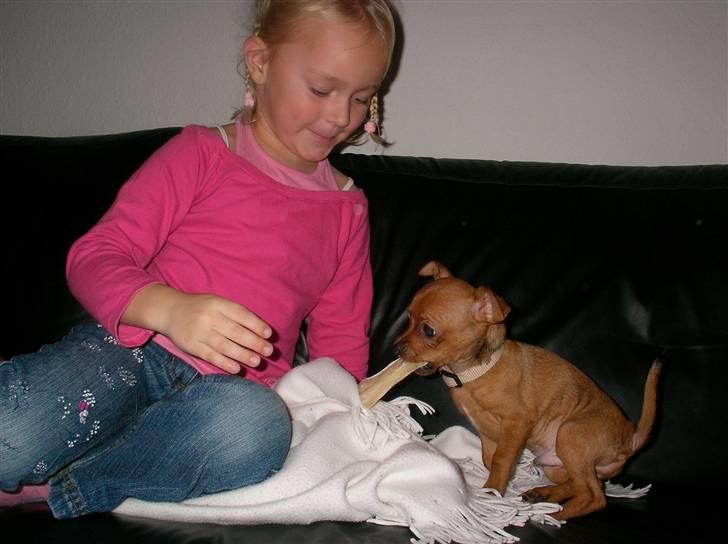 Chihuahua max billede 11