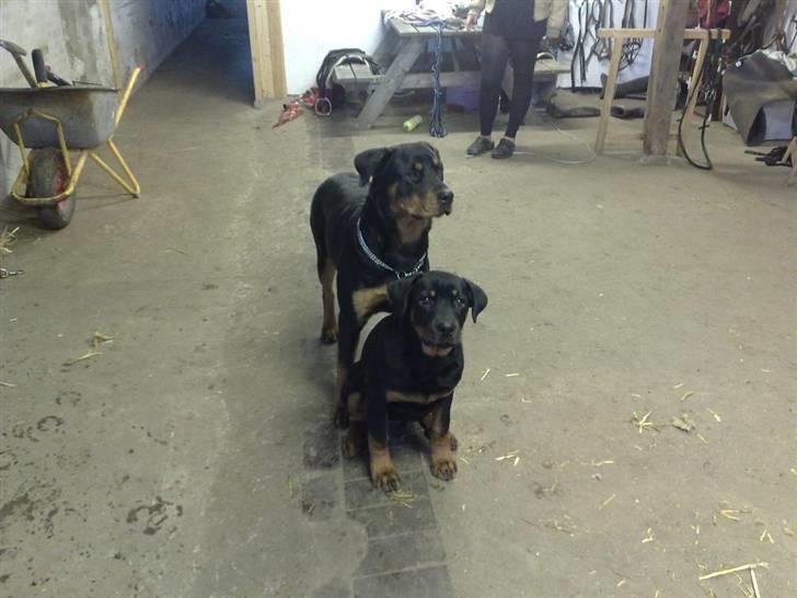 Rottweiler DINA - Dina og Diesel   billede 13
