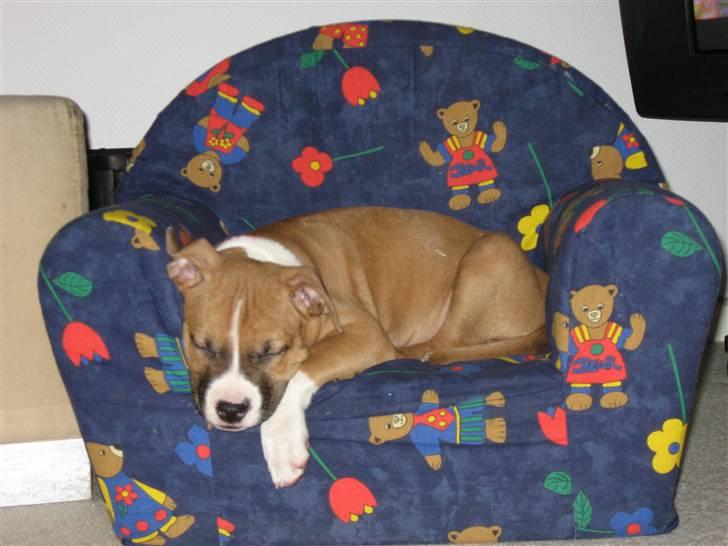 Amerikansk staffordshire terrier DKCH GreatVikingsYouMakeItReal - Så har man snuppet "menneske"-søsters stol. 26/01-09. billede 7
