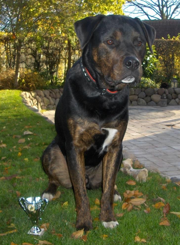 Blanding af racer Felix - 2. plads i en begynderkonkurrence billede 1