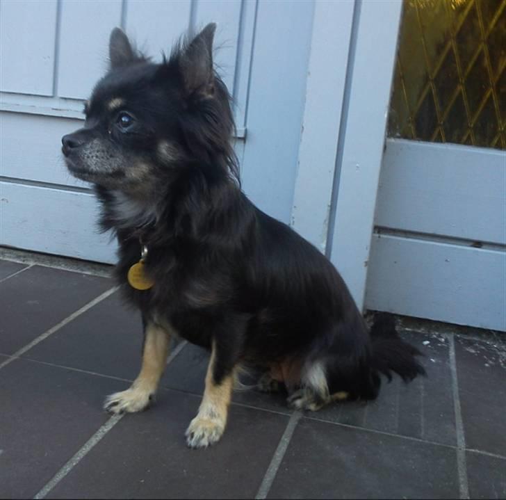 Chihuahua Tila - Tila, Tila, Tila <3  billede 2