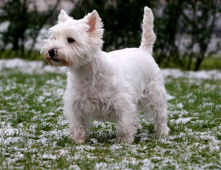 West highland white terrier Luna - Øv, hvorfor er der ikke faldet mere sne billede 19