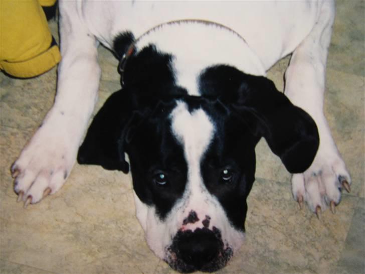 Blanding af racer R.I.P. *Balto* - Sidste billed jeg fik af ham. Taget dagen før jeg mistede ham...  billede 1