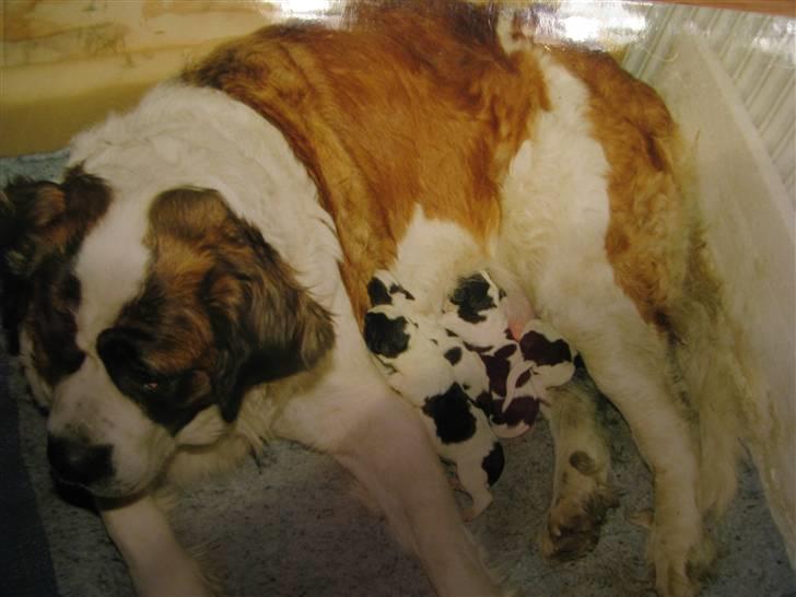 Blanding af racer R.I.P. *Balto* - Balto sammen med hans søskende og mor. billede 2