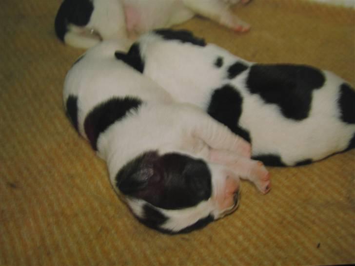 Blanding af racer R.I.P. *Balto* - Balto med den sorte plet oven i hovedet... billede 3