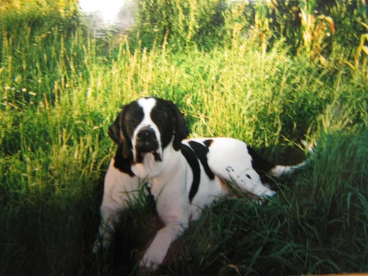 Blanding af racer R.I.P. *Balto* - sommerbilled... billede 4