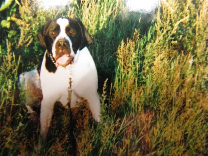 Blanding af racer R.I.P. *Balto* billede 5