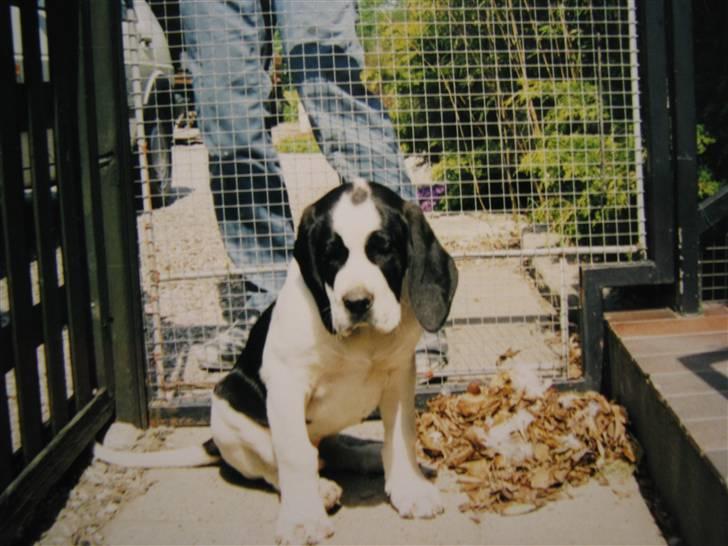 Blanding af racer R.I.P. *Balto* - Årh han så bare så sød ud, som han sad der... billede 6