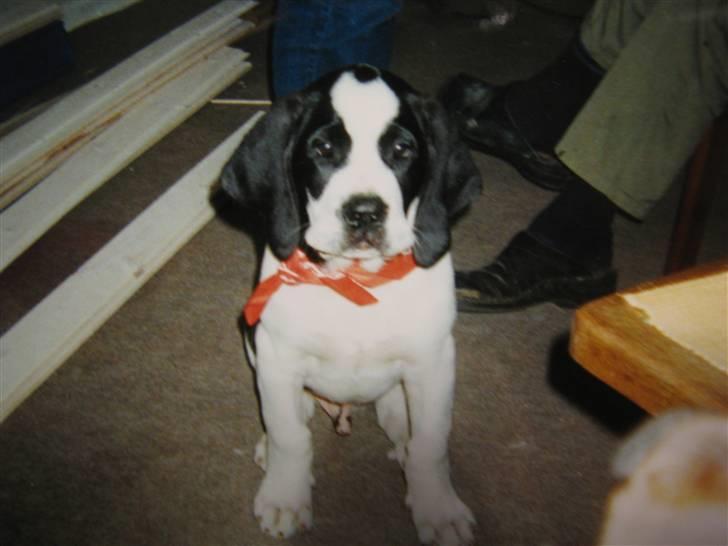 Blanding af racer R.I.P. *Balto* billede 7