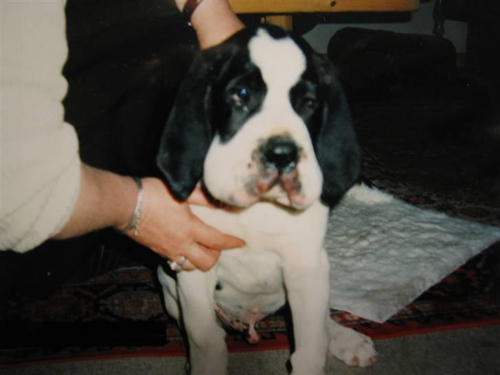 Blanding af racer R.I.P. *Balto* - Sådan så han ud de første 2 døgn af hvalpesygen... billede 8