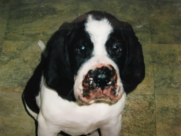 Blanding af racer R.I.P. *Balto* - Så blev hævelserne til store væskende sår... billede 9