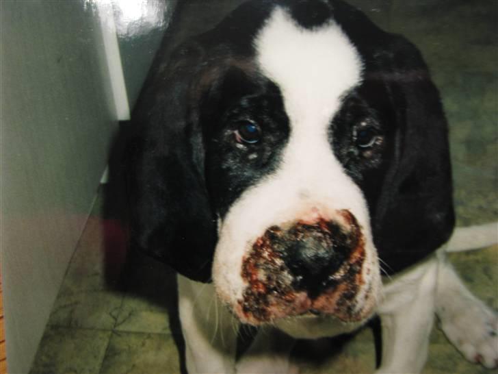 Blanding af racer R.I.P. *Balto* - Han peb aldrig så meget som en gang... Heller ikke engang da der gik svamp i sårene... billede 10