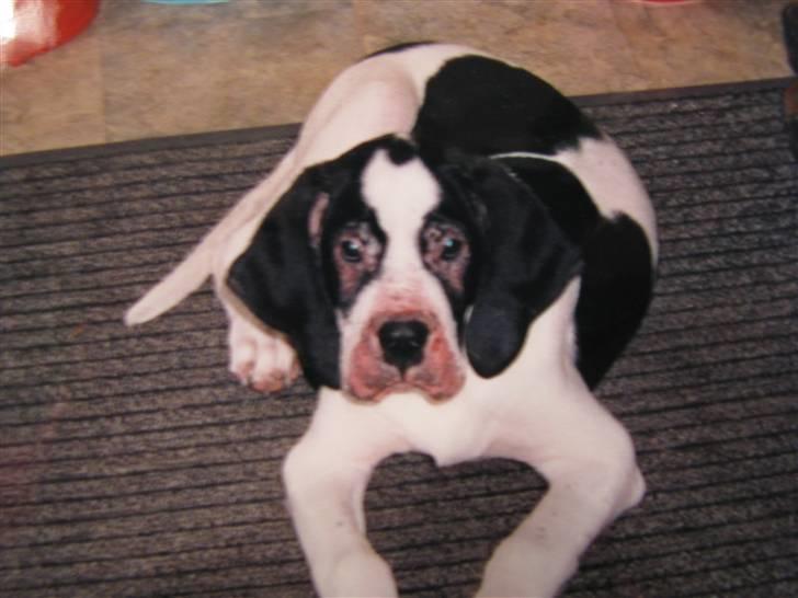 Blanding af racer R.I.P. *Balto* - Sådan ser man ud, når allen hårene falder af pga svampeangreb i hans sår... Han havde efter sårene dybe huller i huden ved kæberne...  billede 11