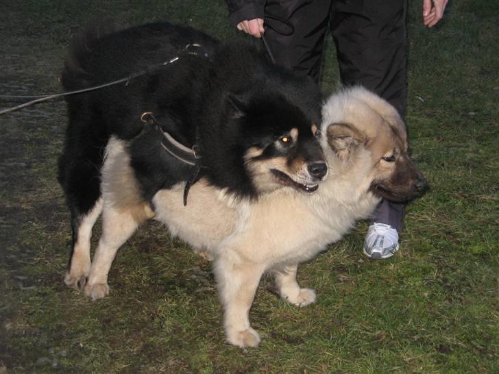 Eurasier Bymosen's Amir. - Amir har parret Gucci, vi håber på de får nogle skønne unger til marts. billede 16