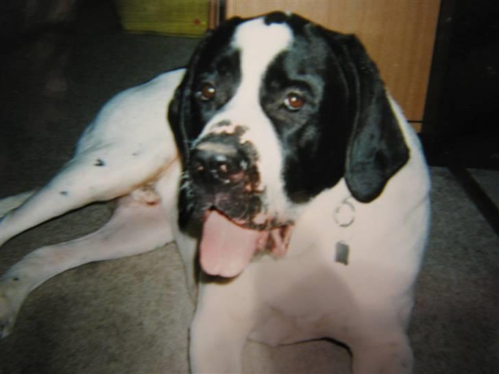 Blanding af racer R.I.P. *Balto* - Han var nu en stor dejlig dreng... 80 kg ikke noget at snakke om...;o)  billede 13