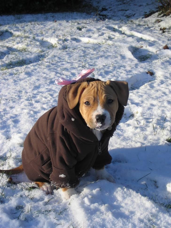 Blanding af racer Nala - Sneen er kold så vi måtte ud og købe en sweater til Nala billede 7