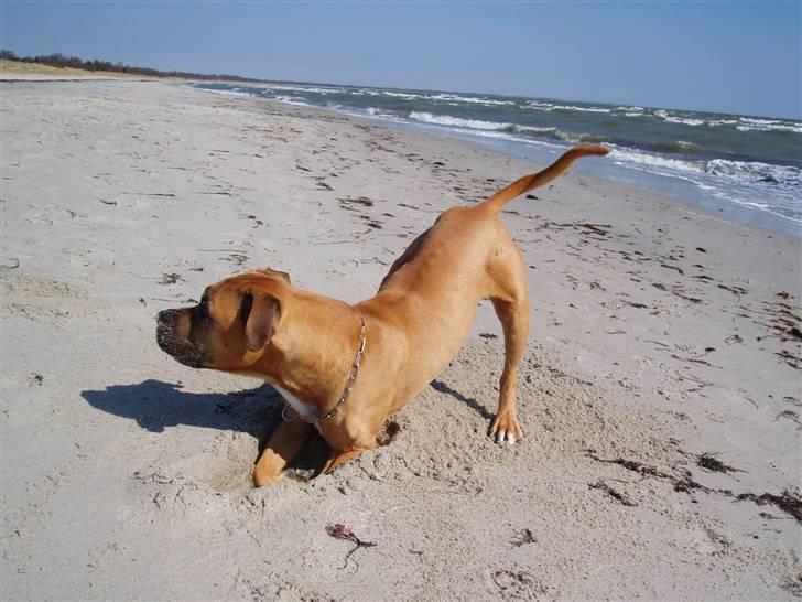 Amerikansk staffordshire terrier carlson billede 14