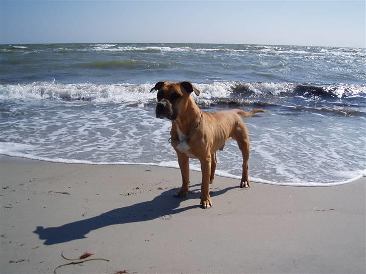 Amerikansk staffordshire terrier carlson billede 15