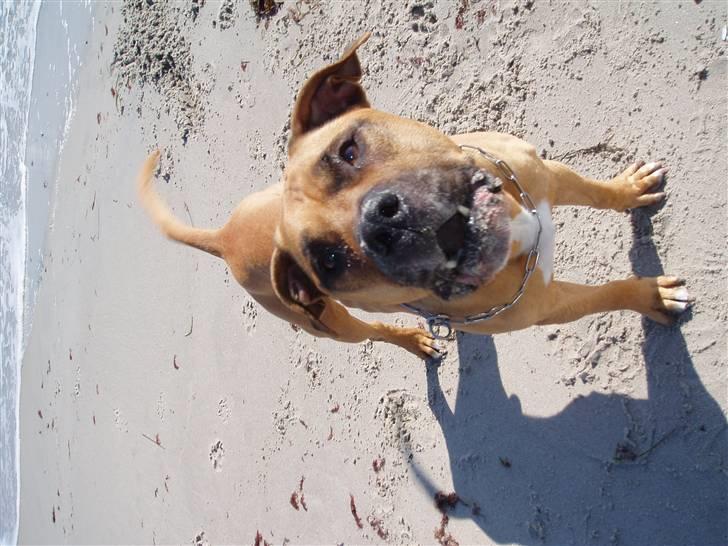 Amerikansk staffordshire terrier carlson billede 16