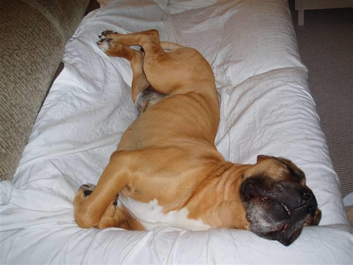 Amerikansk staffordshire terrier carlson billede 17