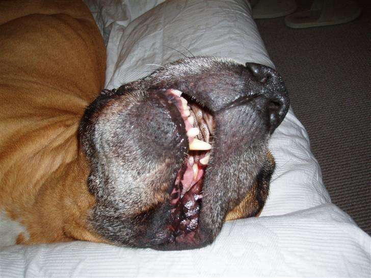 Amerikansk staffordshire terrier carlson billede 18