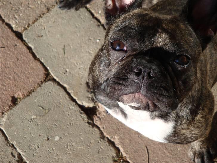 Fransk bulldog Emma billede 1